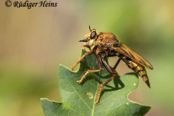 Asilus crabroniformis (Hornissen-Raubfliege) Weibchen