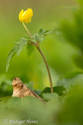 Anemone ranunculoides (Gelbes Windröschen)