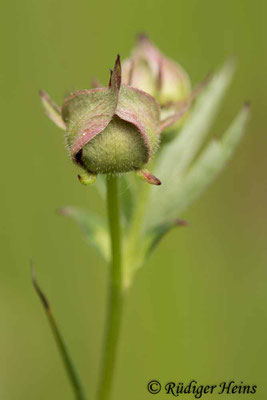 Potentilla palustris (Sumpf-Blutauge), 8.6.2021