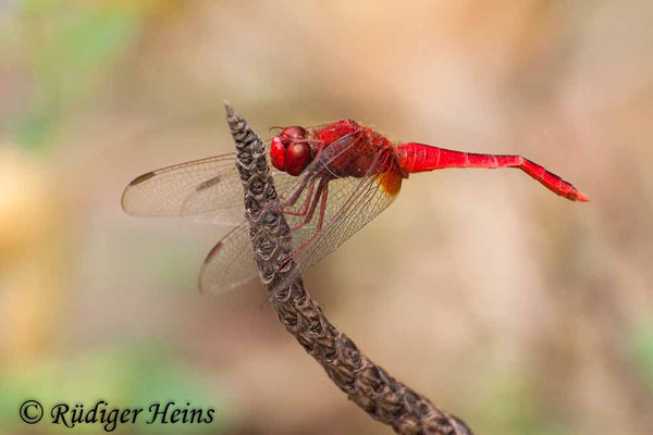 Crocothemis servilia Männchen