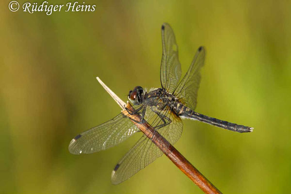 Leucorrhinia albifrons (Östliche Moosjungfer) Weibchen, 7.8.2018