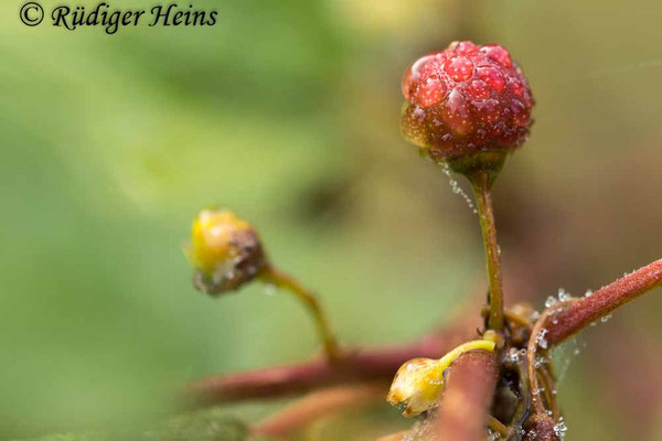 Rhamnus frangula (Faulbaum)
