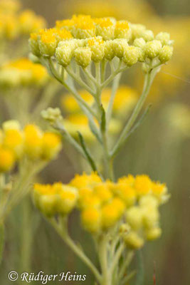 Helichrysum arenarium (Sand-Strohblume)