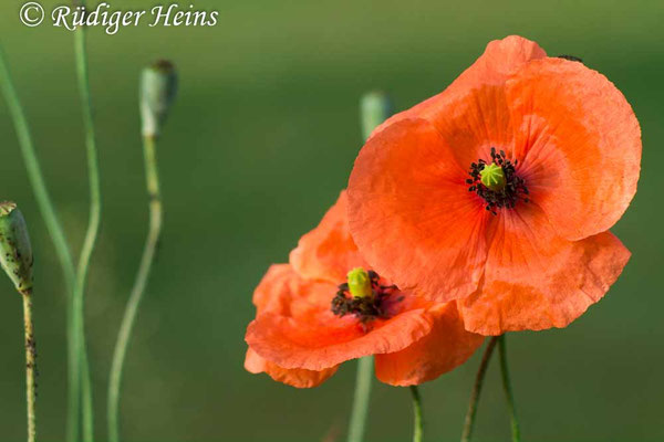 Papaver dubium, Saat-Mohn