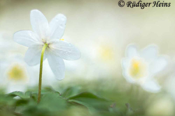 Buschwindröschen (Anemone nemorosa), 5.4.2024 - Colorplan Dia-Projektionsobjektiv 90mm f/2,5
