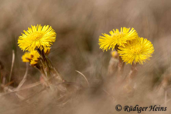 Tussilago farfara (Huflattich)