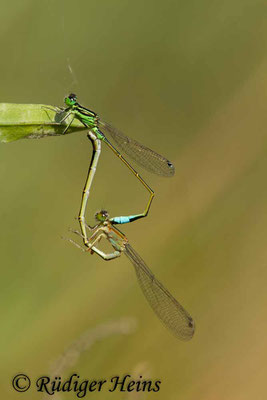 Ischnura genei (Insel-Pechlibelle) Paarung, 24.6.2018