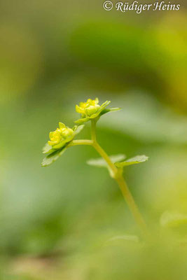 Chrysosplenium oppositifolium (Gegenblättriges Milzkraut), 10.4.2017