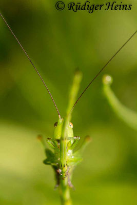 Conocephalus dorsalis (Kurzflügelige Schwertschrecke) Männchen, 28.6.2018