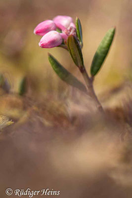Andromeda polifolia, Rosmarinheide