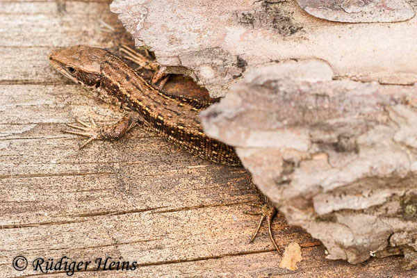 Zootoca vivipara (Waldeidechse), 6.4.2009