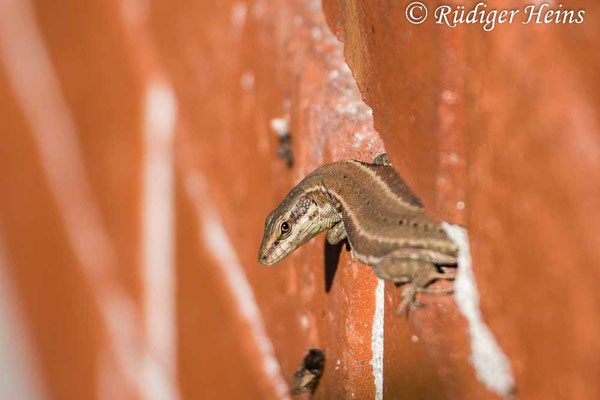 Podarcis muralis (Mauereidechse), 28.8.2024