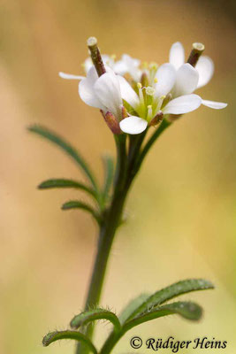 Cardamine hirsuta (Behaartes Schaumkraut), 9.4.2017