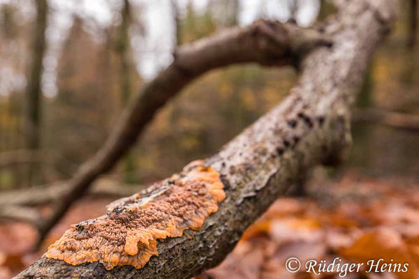 Orangeroter Kammpilz (Phlebia radiata), 15.11.2024 - Weitwinkelzoom 16-35mm f/4