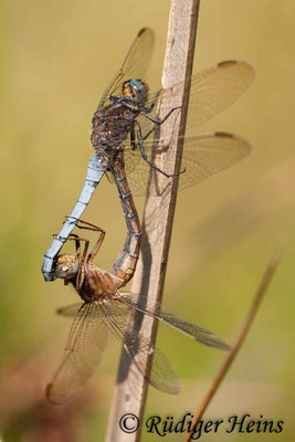 Orthetrum coerulescens (Kleiner Blaupfeil) Paarung, 7.8.2010