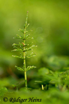 Equisetum palustre (Sumpf-Schachtelhalm), 7.5.2017