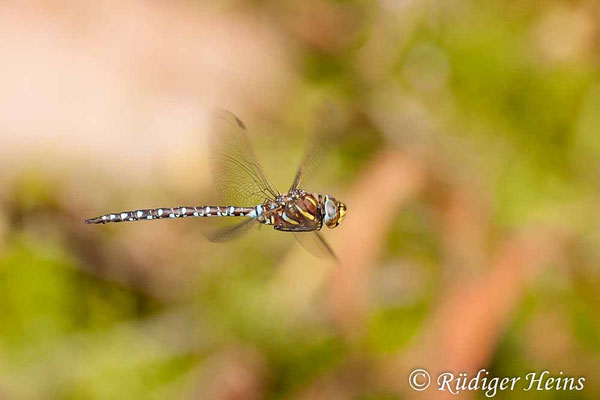 Aeshna juncea, Torf-Mosaikjungfer, Männchen