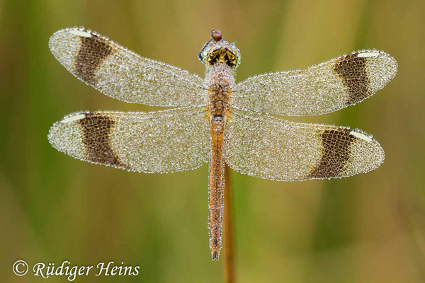 Sympetrum pedemontanum (Gebänderte Heidelibelle) Weibchen, 13.8.2012