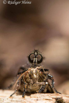 Tolmerus cingulatus (Burschen-Raubfliege) Männchen