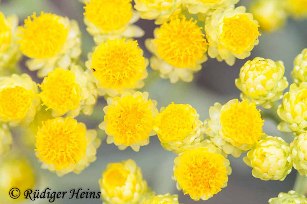 Helichrysum arenarium (Sand-Strohblume)