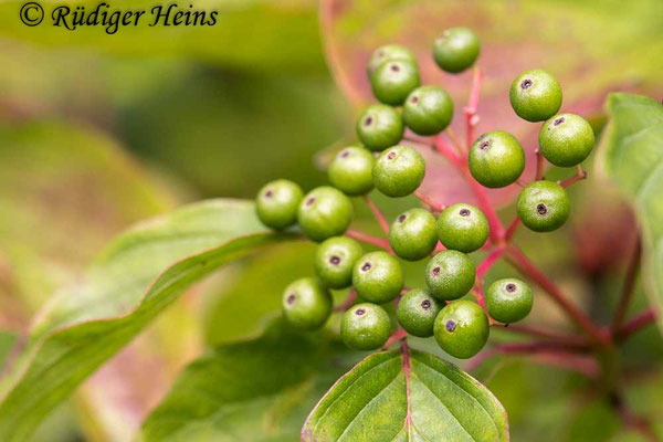 Cornus sanguinea (Roter Hartriegel), 11.8.2021