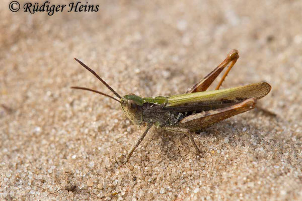 Chorthippus biguttulus (Nachtigall-Grashüpfer) Männchen, 21.9.2017