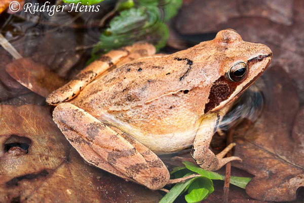 Rana dalmatina (Springfrosch) Weibchen, 21.3.2010