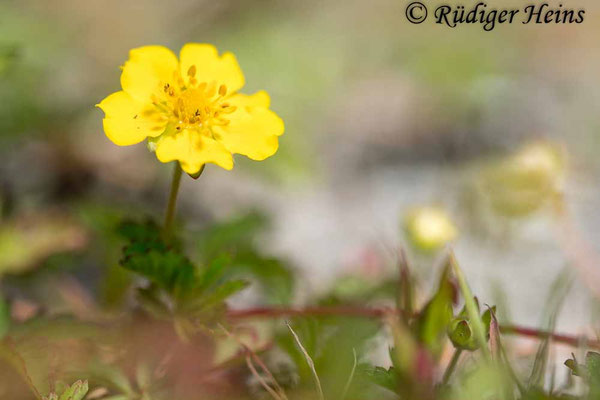 Potentilla reptans (Kriechendes Fingerkraut)