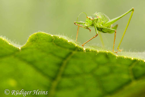 Leptophyes punctatissima (Punktierte Zartschrecke) Weibchen, 21.9.2013