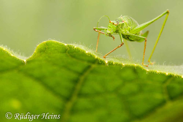 Leptophyes punctatissima (Punktierte Zartschrecke) Weibchen