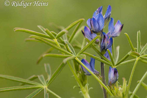 Lupinus angustifolius (Blaue Lupine)