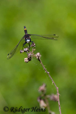 Leucorrhinia pectoralis (Große Moosjungfer), Männchen 21.5.2018