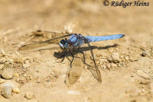 Orthetrum brunneum (Südlicher Blaupfeil) Männchen