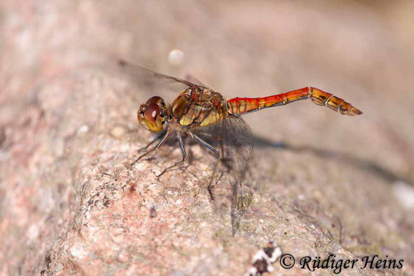Sympetrum striolatum (Große Heidelibelle) Männchen, 20.9.2009