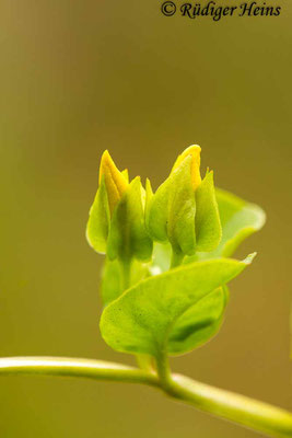 Lysimachia nummularia (Pfennigkraut), 12.6.2019