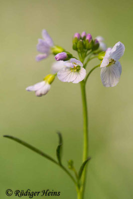 Cardamine pratensis (Wiesen-Schaumkraut), 29.4.2018
