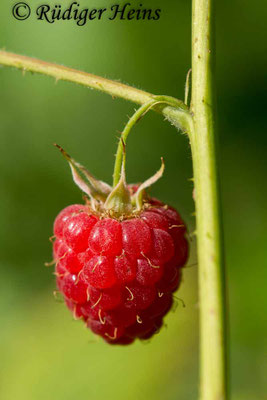 Rubus idaeus (Himbeere)