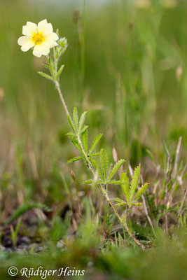 Potentilla recta (Hohes Fingerkraut), 23.6.2013