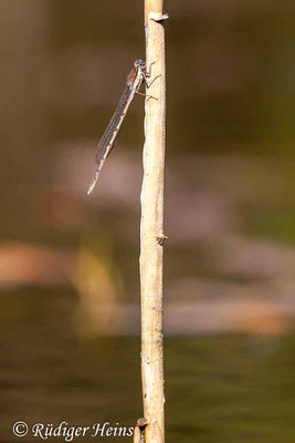 Sympecma fusca (Gemeine Winterlibelle) Männchen am Gewässerufer, 23.4.2020