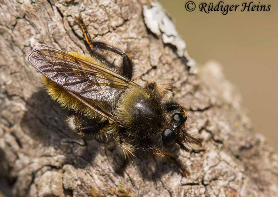 Laphria flava (Gelbe Mordfliege) Weibchen, 29.4.2025