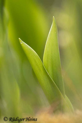 Convallaria majalis (Maiglöckchen), 7.5.2023