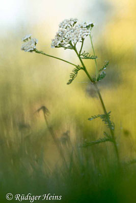 Achillea millefolium (Gemeine Schafgarbe)