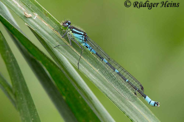 Coenagrion lunulatum (Mond-Azurjungfer) Männchen, 19.5.2018