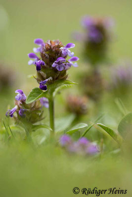 Prunella vulgaris (Gemeine Braunelle), 23.7.2022