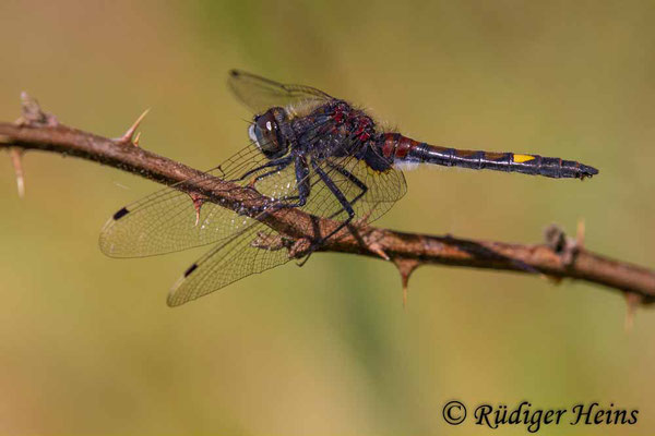 Leucorrhinia pectoralis (Große Moosjungfer) Männchen, 21.5.2018