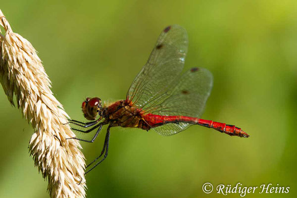 Sympetrum sanguineum (Blutrote Heidelibelle) Männchen, 4.8.2020