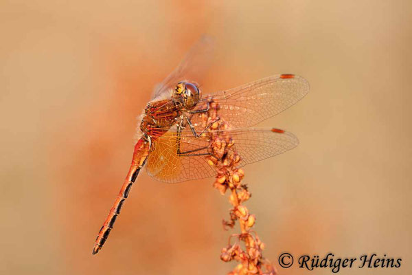 Sympetrum flaveolum (Gefleckte Heidelibelle) Männchen, 1.8.2008