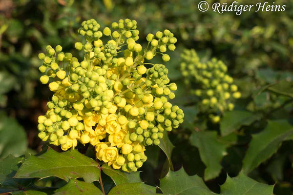 Mahonia aquifolium (Gewöhnliche Mahonie), 29.3.2019