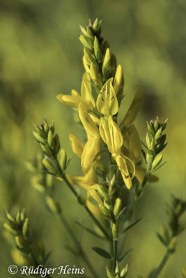Genista tinctoria (Färber-Ginster)