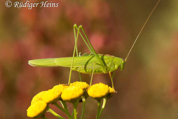 Phaneroptera falcata (Gemeine Sichelschrecke) Männchen, 23.8.2019